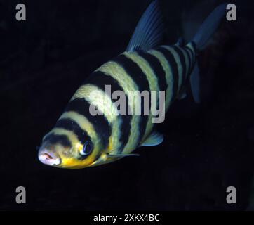 Black-banded Leporinus Stock Photo