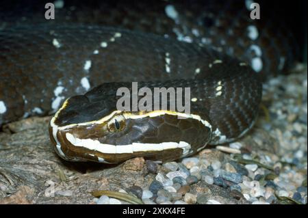 Mexican Cantil / Mexican Moccasin Snake Stock Photo