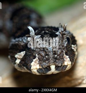 Many-horned Adder. Stock Photo