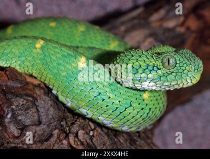 Green Bush Viper Stock Photo