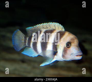 Humphead Cichlid - endemic to Lake Tanganyika Stock Photo