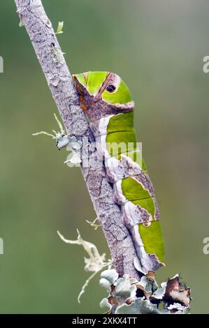 Citrus Swallowtail Butterfly - mature caterpillar Stock Photo