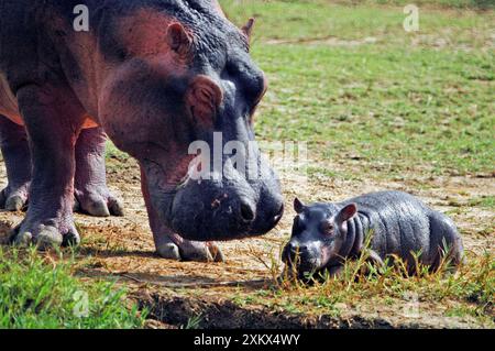 Hippopotamus - Mother with baby Stock Photo