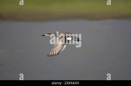 Gadwall - in flight Stock Photo