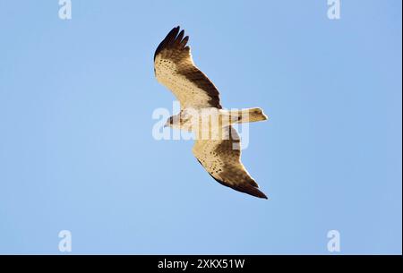 Booted Eagle - adult in flight on migration Stock Photo