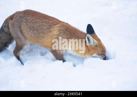 Red Fox hunting for prey in snow during winter Stock Photo