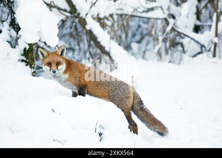 Red Fox hunting for prey in snow during winter Stock Photo