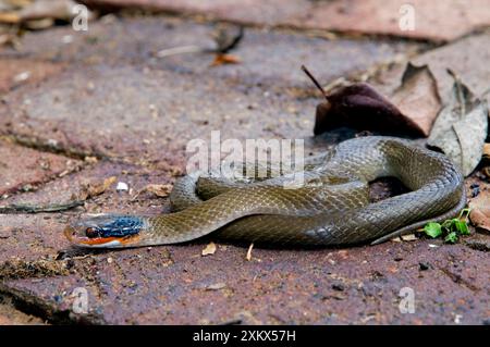 Herald Snake / Red-lipped Snake Stock Photo