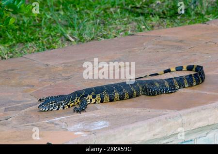 Nile / Water Monitor / Leguaan basking beside swimming pool Stock Photo