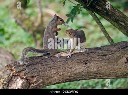 Grey Squirrels standing upright having a fight on branch Stock Photo