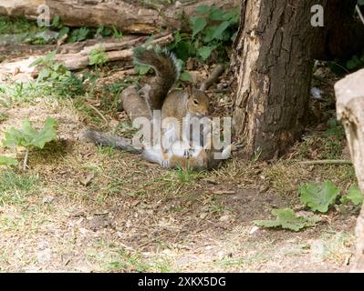 Grey Squirrels having a fight on ground then continued Stock Photo