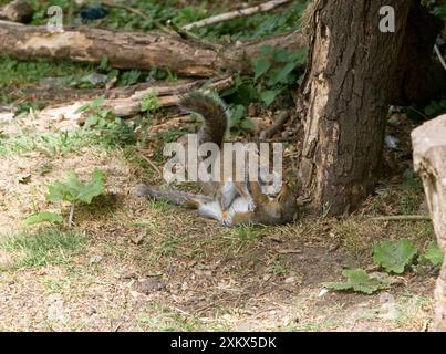 Grey Squirrels having a fight on ground then continued Stock Photo