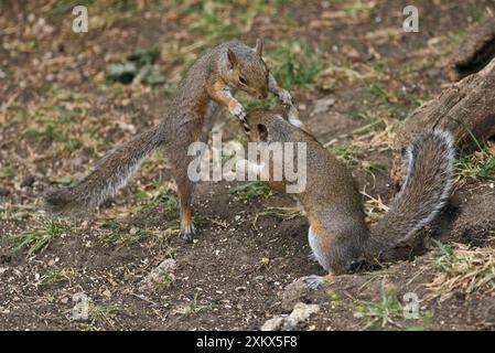 Grey Squirrels having a fight on ground then continued Stock Photo