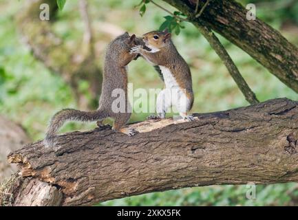 Grey Squirrels standing upright having a fight on branch Stock Photo