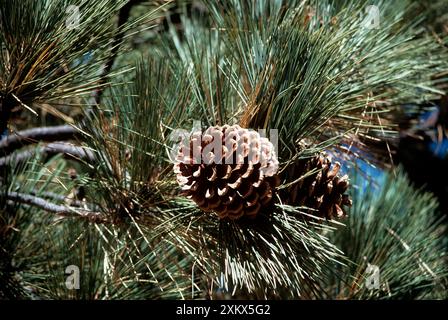 Jeffrey Pine Stock Photo