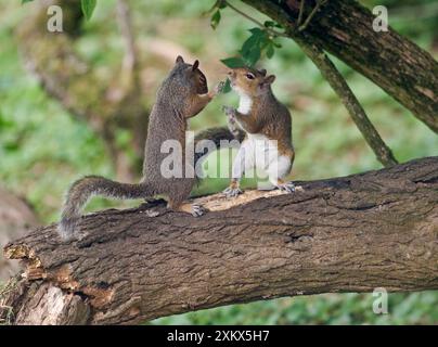 Grey Squirrels standing upright having a fight on branch Stock Photo