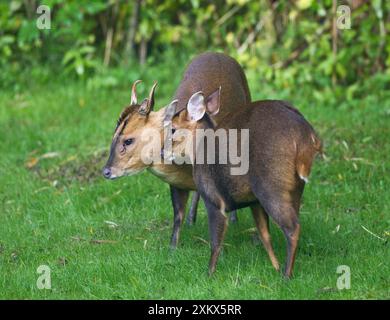 Muntjac / Barking Deer - male and female together Stock Photo