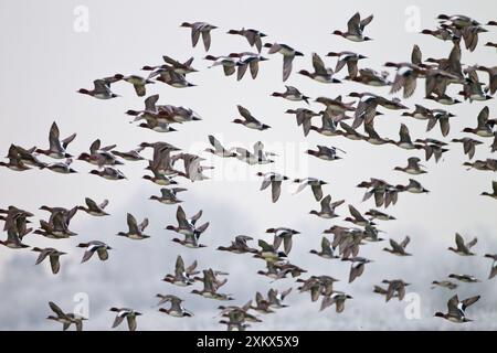 Wigeon - flock in flight Stock Photo