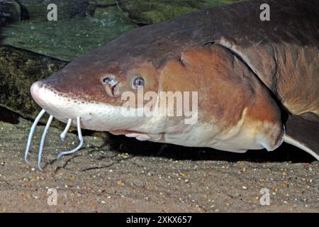 Lake Sturgeon Stock Photo