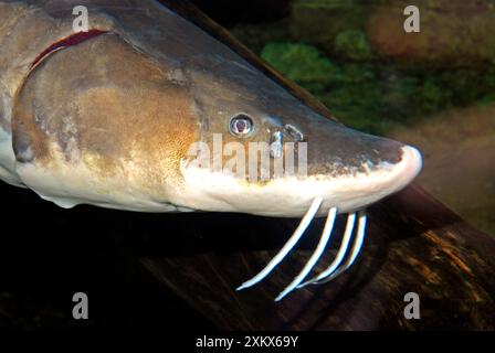 Lake Sturgeon Stock Photo