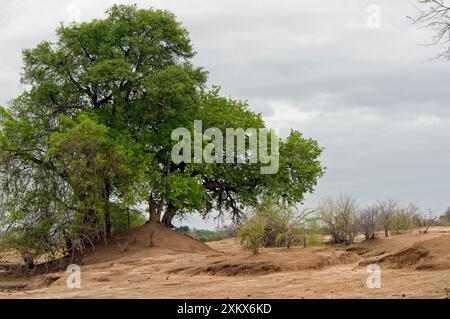 Result of overgrazing and drought Stock Photo