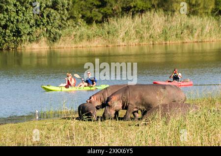 Hippopotamus / Hippo Stock Photo