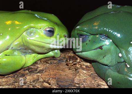 Magniificent / Splendid Tree Frog. Kimberley Stock Photo