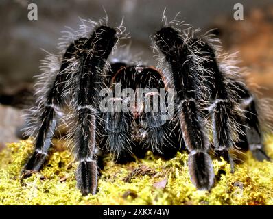 Curly-hair Tarantula Stock Photo