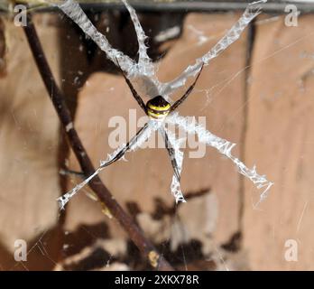 Saint Andrew's Cross Spider Stock Photo