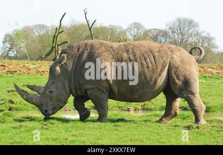 White Rhinoceros at Whipsnade Zoo Stock Photo