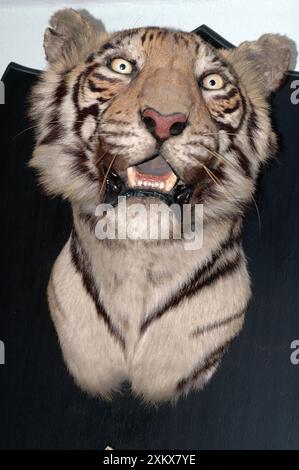 Taxidermy: Tiger head mount trophy by Van Ingen.... Stock Photo