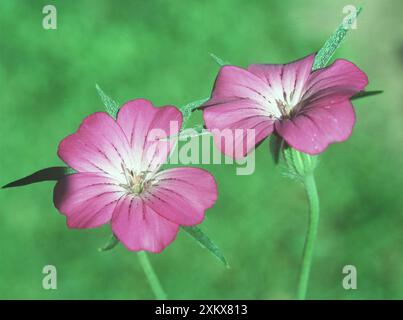 CORNCOCKLE - flowers in close-up Stock Photo