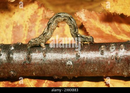 Geometer Moth / Looper Caterpillar - on branch Stock Photo