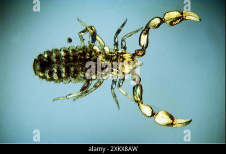 PSEUDOSCORPION / Common Book Scorpion - (x15) Stock Photo