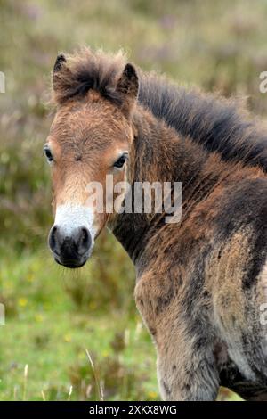 80195263 Exmoor Pony - moulting foal  Exmoor National.... Stock Photo