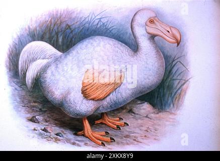 Dodo Pfp DODO - illustration Stock Photo - Alamy