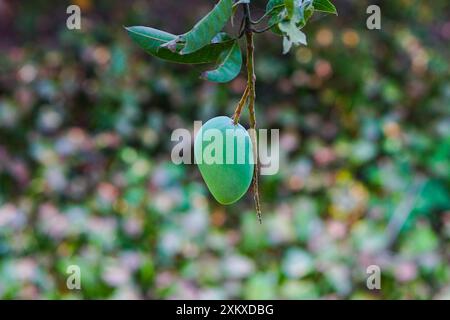 Fresh unripe mango hanging on tree with green farm background Stock Photo