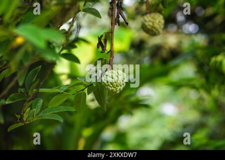 Fresh sweet Sugar Apple or Custard Apple or Sweetsop (Annona Squamosa) fruits hanging on the tree, Tropical fruit and nature background Stock Photo