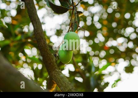 Green mango on tree with green leaves and sunlight background Stock Photo