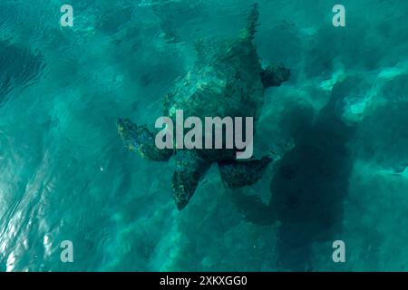 The Loggerhead turtle Caretta-Caretta swimming in Zakynthos island, Greece. Stock Photo