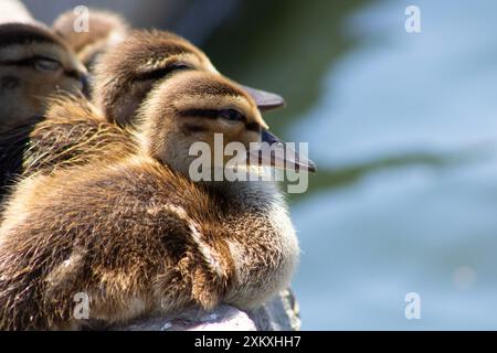 gosling ducklings in a row near water Stock Photo