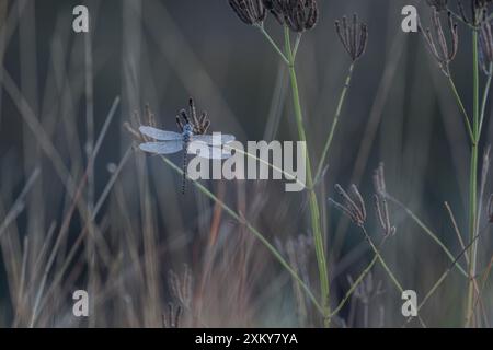 A single dragonfly, covered in the early morning frost of a winters day sits   frozen on a long stalk of grass as it waits for the warm morning sun. Stock Photo