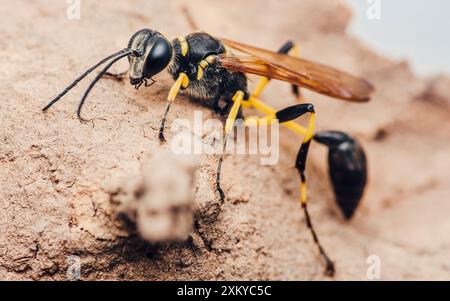 Black and yellow mud dauber wasp standing on the ground, showing its striking colors and patterns. Stock Photo