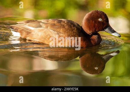 The hardhead, also known as the white-eyed duck, is the only true diving duck found in Australia Stock Photo