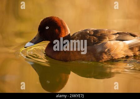 The hardhead, also known as the white-eyed duck, is the only true diving duck found in Australia Stock Photo