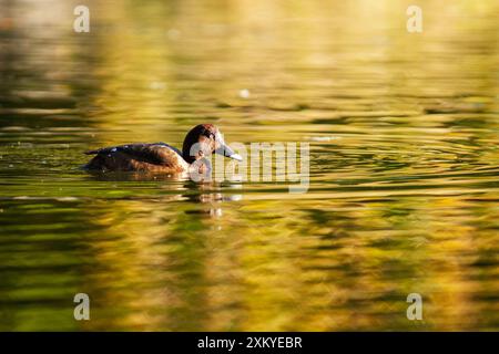 The hardhead, also known as the white-eyed duck, is the only true diving duck found in Australia Stock Photo