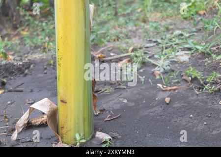 Close-up of a banana tree trunk base partially buried in tropical soil. Stock Photo