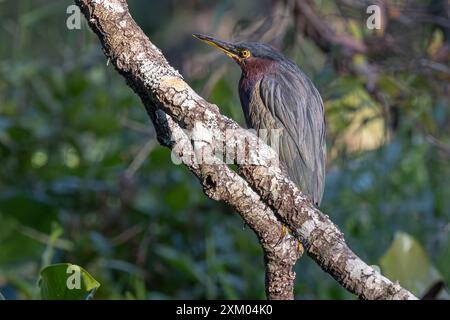 Green heron (Butorides virescens) perched on a limb above the water at Wekiwa Springs State Park in Apopka, Florida. (USA) Stock Photo