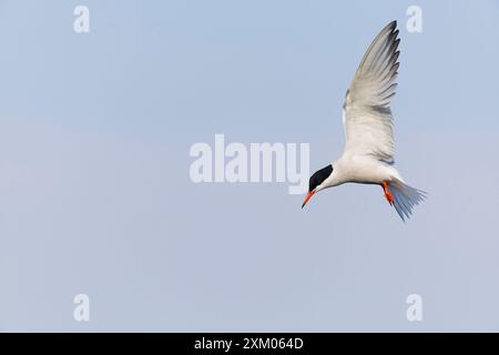Common tern Sterna hirundo, summer plumage adult hovering, Minsmere RSPB reserve, Suffolk, England, July Stock Photo