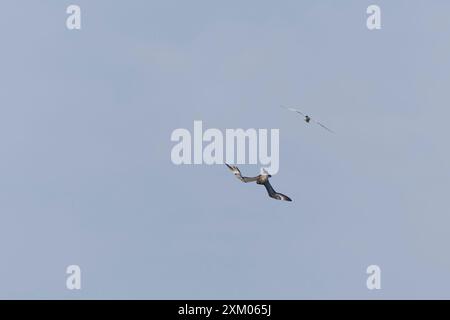 Arctic skua Stercorarius parasiticus, adult being chased by Common tern Sterna hirundo, adult, Minsmere RSPB reserve, Suffolk, England, July Stock Photo